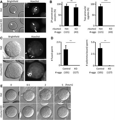 Sperm IZUMO1 Is Required for Binding Preceding Fusion With Oolemma in Mice and Rats